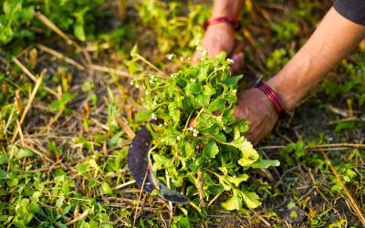 Five reasons why plant health and agroecology are inextricably linked