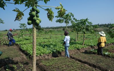 Agroecology Coalition at COP 16