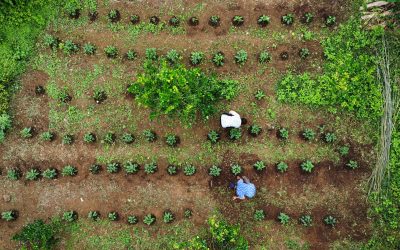 Agroecology at climate talks COP 29