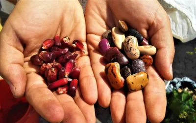 Stories of Seed Sovereignty: Interview with Ruth Segal (CAFOD) and Simon Degelo (SWISSAID)